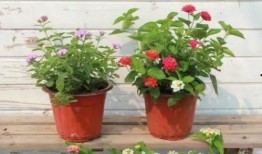 合肥吴某爆料事件视频最新,揭秘背后惊人真相